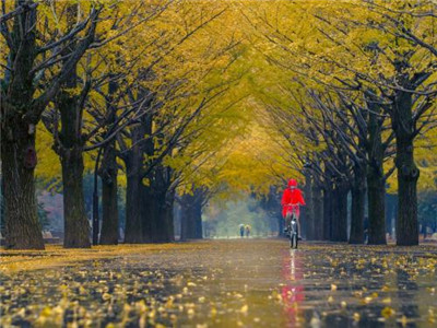 十一月的雨