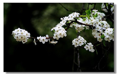 梨花烂漫