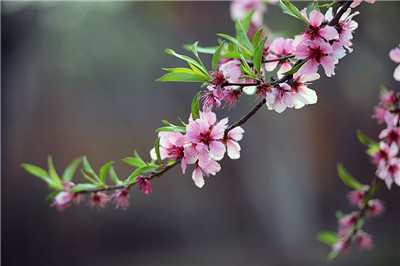 花开的季节