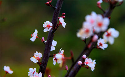 聆听花开