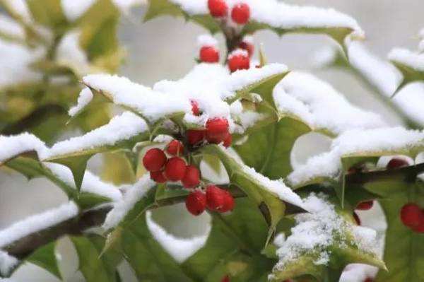 小雪 雪花开了，冬天醉了！