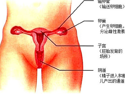 女性生殖器官高清图片