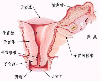 女人的阴道都一样深吗