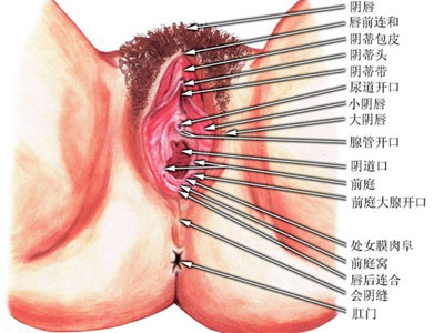 小阴唇肥大对女性有哪些危害