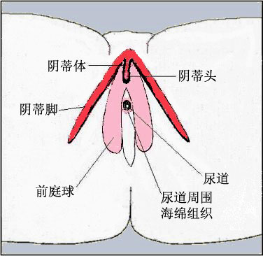 怎么刺激阴蒂快感最强