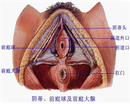 怎么刺激阴蒂快感最强